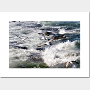 Seagulls flying over the crashing waves, Seahouses, Northumberland, UK Posters and Art